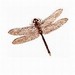 Insect facts Bookmarks, Polinator Poster & Insec