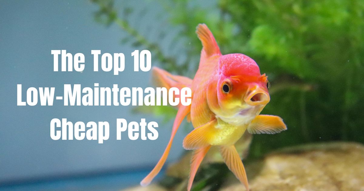 Top 10 (Low-Maintenance!) Cheap Pets