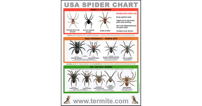 Spider Identification Chart