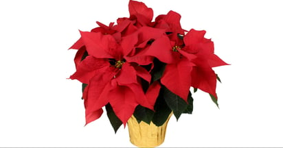 Poinsettia Plants