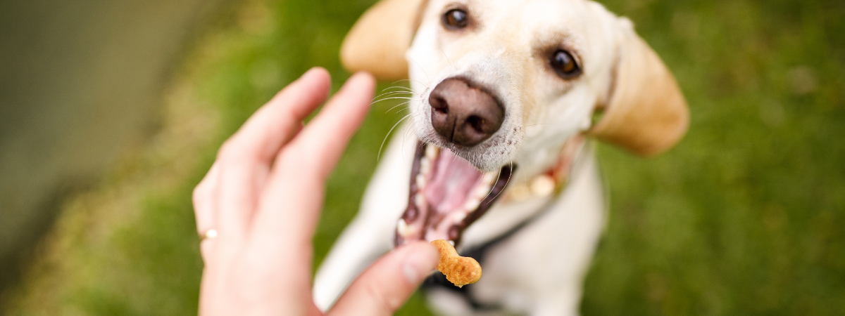 Free Dog Food Samples