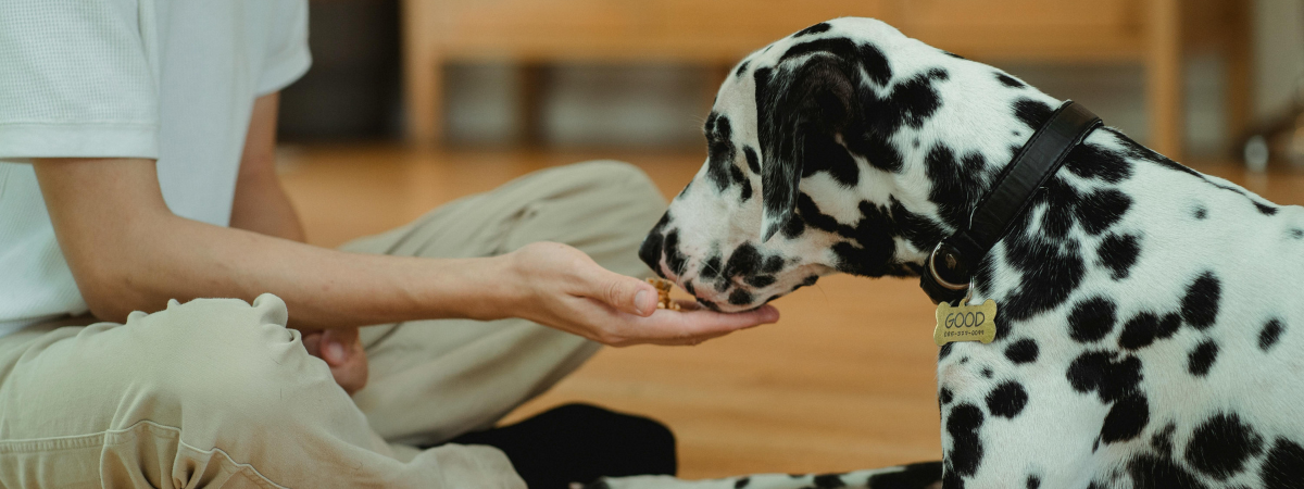 Free Dog Food Samples