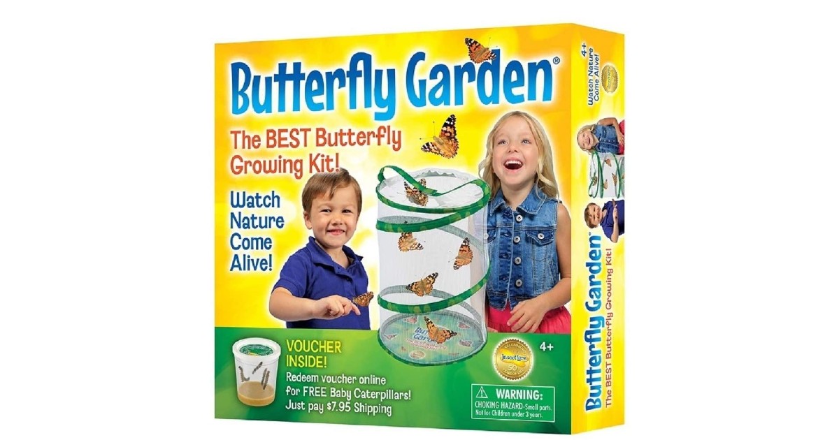 Insect Lore Butterfly Growing Kit on Amazon