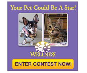 Wellness cat food clearance coupons